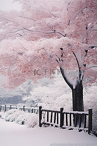 栅栏前雪中的一棵秋树