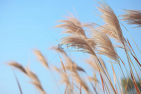 风吹麦粒背景图片_在大风天气里，风吹过大芦苇