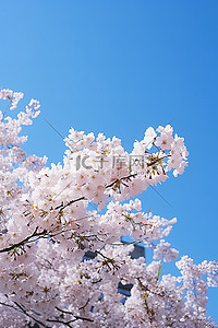 东京蓝天的樱花