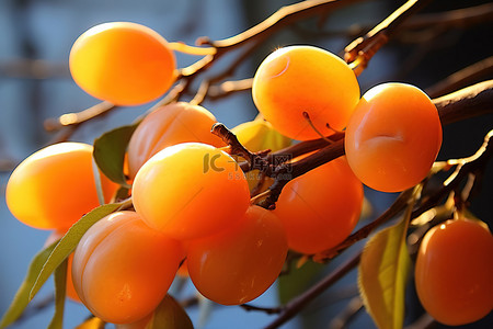 秋天柿子树背景图片_果树上的果实
