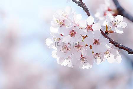 白色樱花花瓣背景图片_樱桃树枝上的白色花瓣