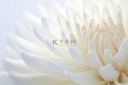 白色背景上一朵白花的图像