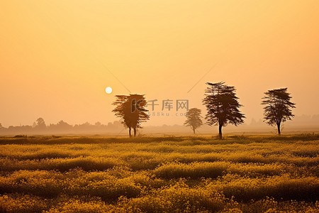 秋天晚上背景图片_日落在黄色的草和树的田野上