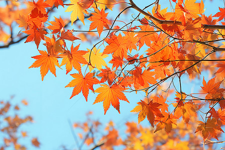 秋天红枫叶背景图片_秋天的时候，红枫叶