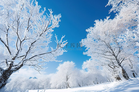 一些树木被雪覆盖的图像，背景是蓝天