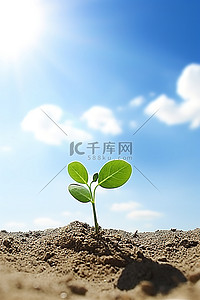 幼小背景图片_一棵幼小的植物正在从沙子里长出来