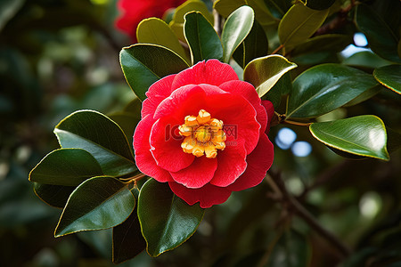 山茶花背景图片_绿叶上的红色山茶花
