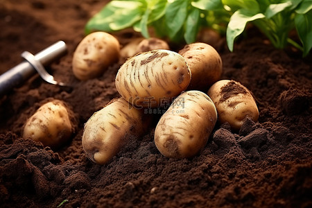在背景图片_英国园丁在土壤中种植土豆