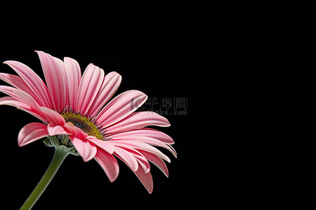 黑色背景的粉色雏菊