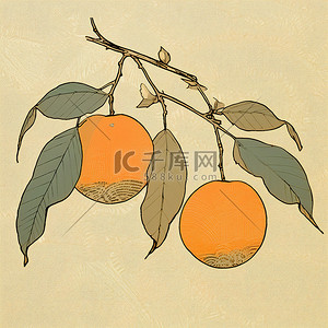 两个橙子坐在有叶子的树枝上