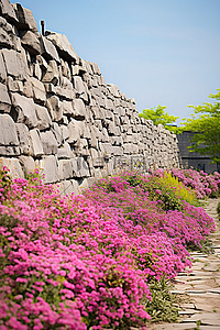 有花的岩石石墙