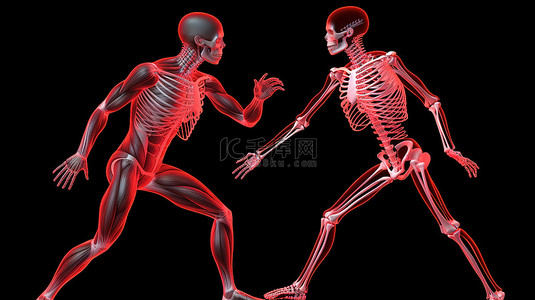 健身夫妇的 3D 骨骼和肌肉系统插图