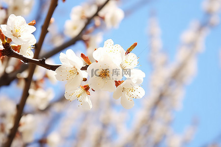 树干上的白色花朵与清澈的蓝天