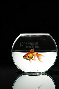 鱼缸背景图片_一个空鱼缸，里面有一条金鱼
