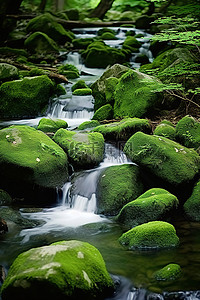 一条小溪穿过覆盖着绿色植被的岩石