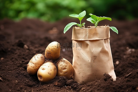 土豆薯塔背景图片_纸袋里的两个土豆生长在农场的泥土里
