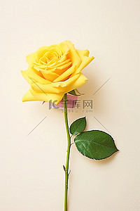赚钱去小黄鸭背景图片_浅色背景上的小黄玫瑰