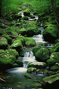 森林中遍布岩石的绿色溪流