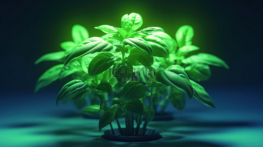 发芽的绿叶背景图片_LED 生长灯的 3D 渲染照亮郁郁葱葱的绿色罗勒植物