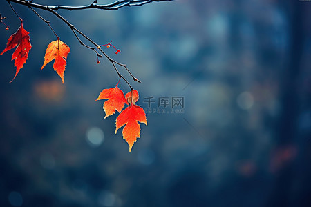秋天红叶背景图片_秋天树上的红叶