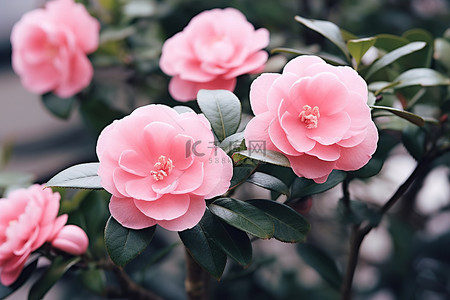 春天背景粉色背景图片_三朵粉红色的花朵长在灌木丛上