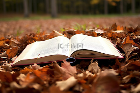 特写树叶背景图片_一本铺满树叶的打开的书