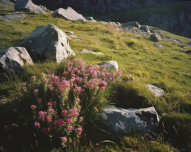 岩石上的花背景图片_绿色山坡上的岩石