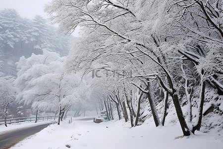 雪落在路边的一些树上