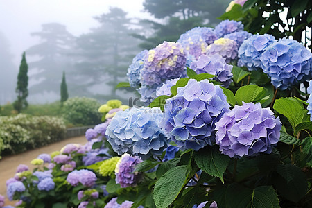 白色的花背景图片_图像是蓝色和白色的绣球花，映衬着山上雾蒙蒙的一天