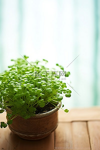 一株绿色植物背景图片_桌子上有一株小绿色植物
