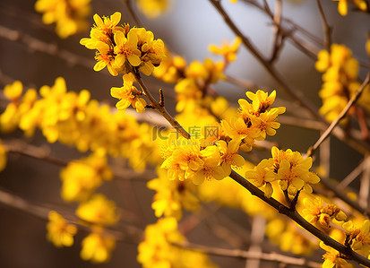 姜树背景图片_照片 黄色 花 树
