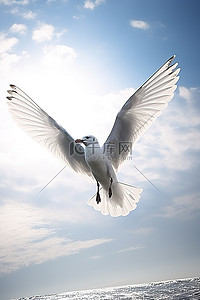 白色的海鸥背景图片_海鸥飞翔，白色的羽毛在天空中飞翔