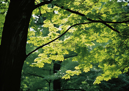 抹茶绿树背景图片_树林里的一棵绿树，黑暗