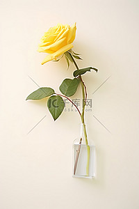 玫瑰白背景图片_白墙花瓶里的一朵黄玫瑰