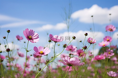 自然宇宙背景图片_粉红色的花朵在蓝天背景的田野中绽放
