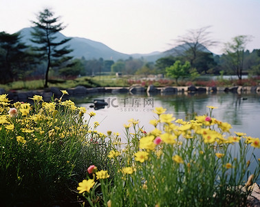 一个池塘，旁边有很多黄色的花