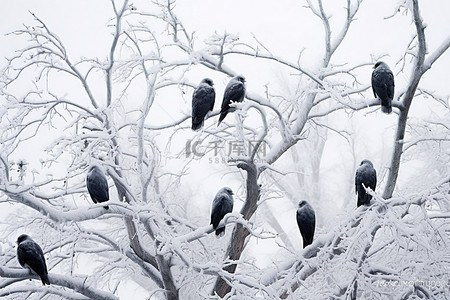 在雪地里，猫头鹰成群结队地坐在被雪覆盖的树木的树枝上