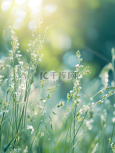 阳光春天春天背景图片_阳光下风中小芦苇花设计