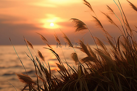 帆船日落海藻印花