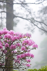 毕节杜鹃花背景图片_粉红色的杜鹃花和雾