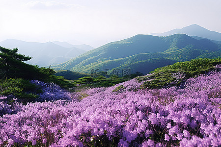 火力全开飘带背景图片_开满紫色花朵和山峦的景色