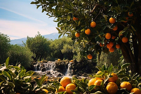 鲜绿园枇杷汁背景图片_果园里白天柠檬树上有瀑布的绿橄榄园