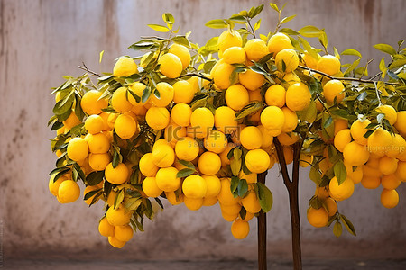 植物香背景图片_柠檬树开花 柠檬树开花