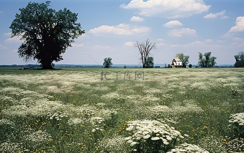 野花背景背景图片_背景中有树木和鲜花的白色田野