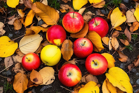多彩的树叶背景图片_地上的秋天水果和树叶的集合