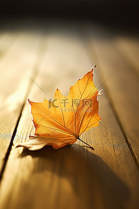 在背景图片_坐在木凳上的一片叶子