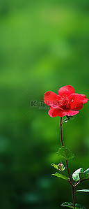 绿色田野中的一朵小红花