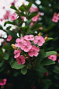 一群花朵背景图片_一群粉红色的花朵，周围有一些绿叶