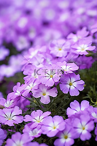 白色的花背景图片_一组紫色的花，中间有白色的花