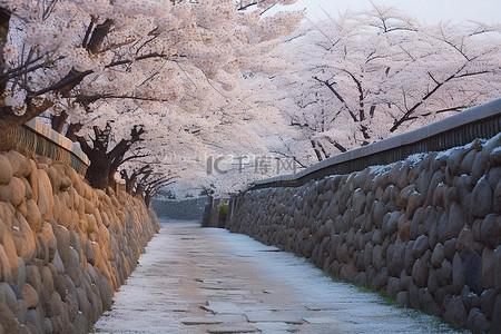 石板路背景图片_铺满白色樱花的石板路